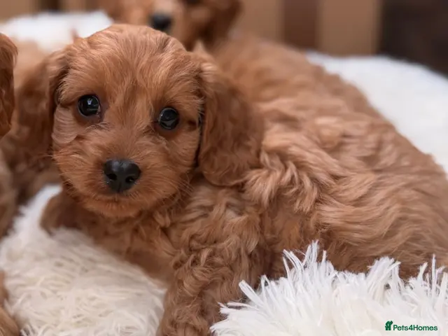 Cavapoo dogs READY NOW CAVAPOOS 💕 - Advert 4