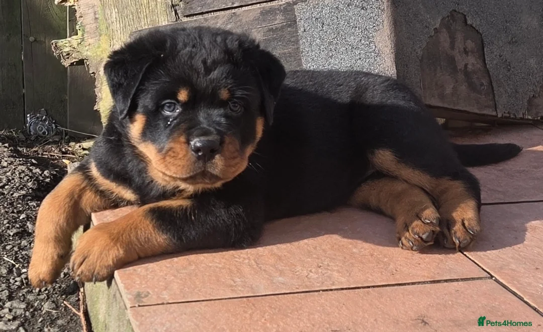 Rottweiler dogs for sale: Rottweiler Puppies – Champion & Top Bloodlines - Advert 3
