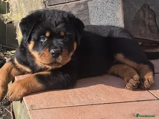 Rottweiler dogs Rottweiler Puppies – Champion & Top Bloodlines - Advert 5