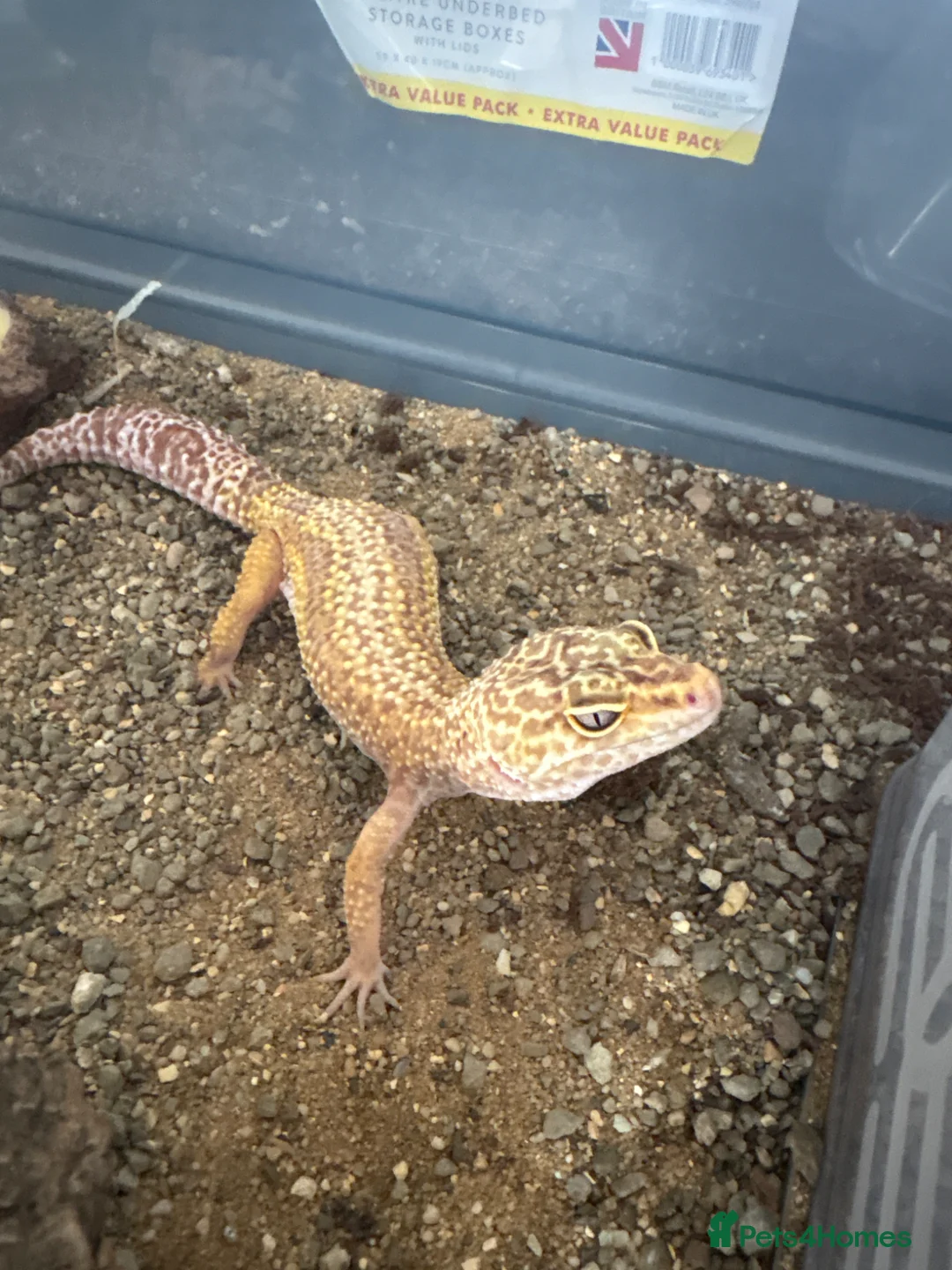 Leopard Gecko reptiles for sale: Stunning Leopard Gecko – Healthy & Friendly in Snodland - Advert 1