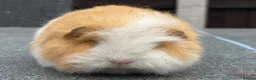 Guinea Pig rodents for sale: Swiss boars and Funky Boars  - Advert 1