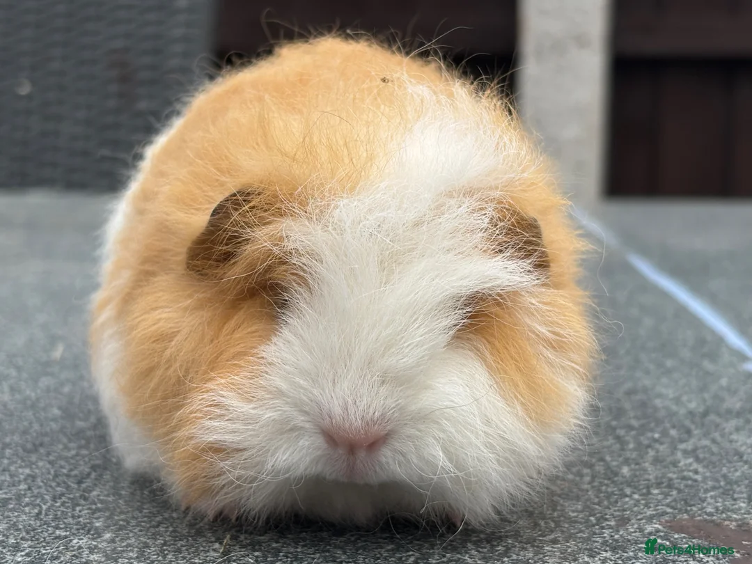 Guinea Pig rodents for sale: Swiss boars and Funky Boars  - Advert 1
