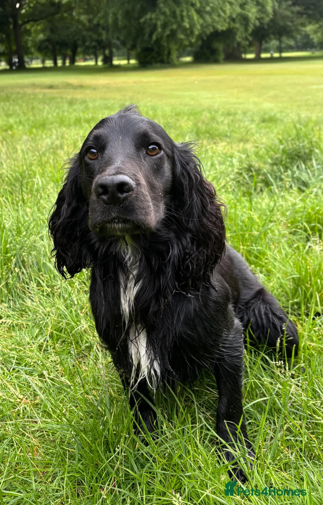 Cocker Spaniel dogs for stud: Cedric KC registered cocker spaniel  in Prenton - Advert 2