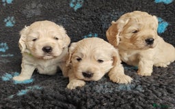 Mixed Breed dogs for sale: 🐾 Dakota Sports Retrievers 🐾 (Mini Retrievers)  - Image 7