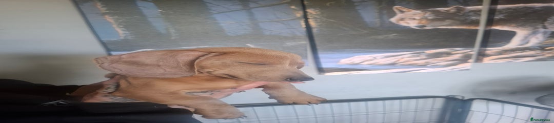 Dachshund Puppy 2
