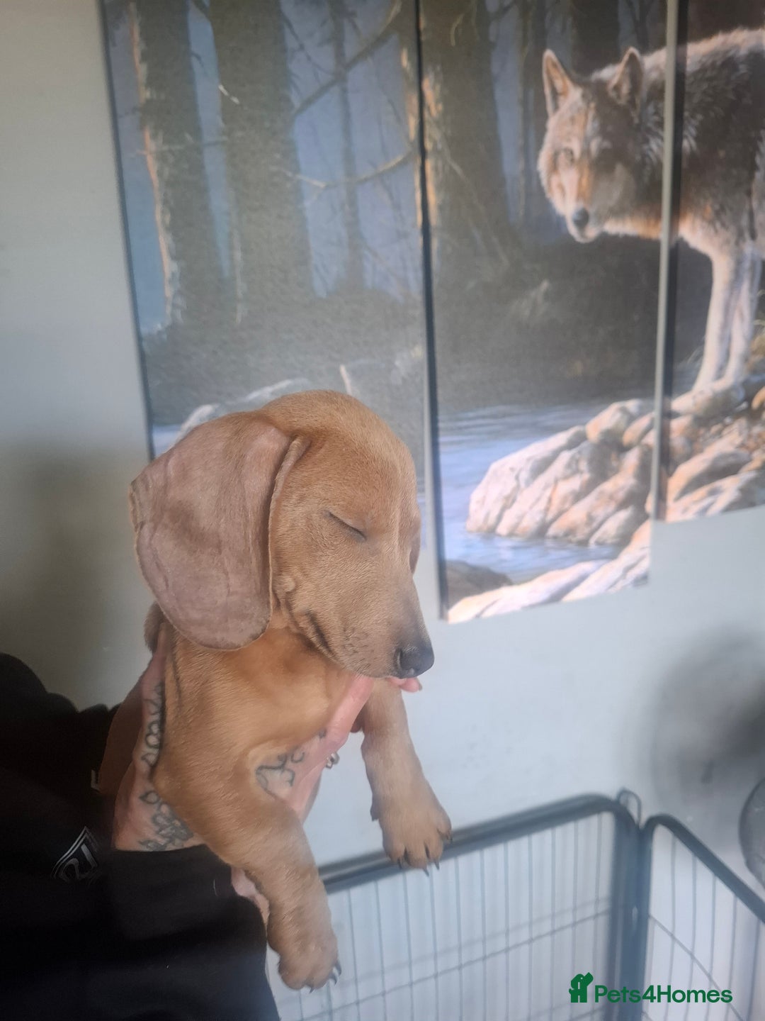 Dachshund dogs for sale: Daschounds  - Image 6