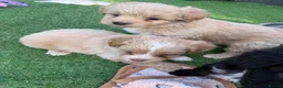 Mixed Breed dogs for sale: Ready to leave!!! - Advert 20
