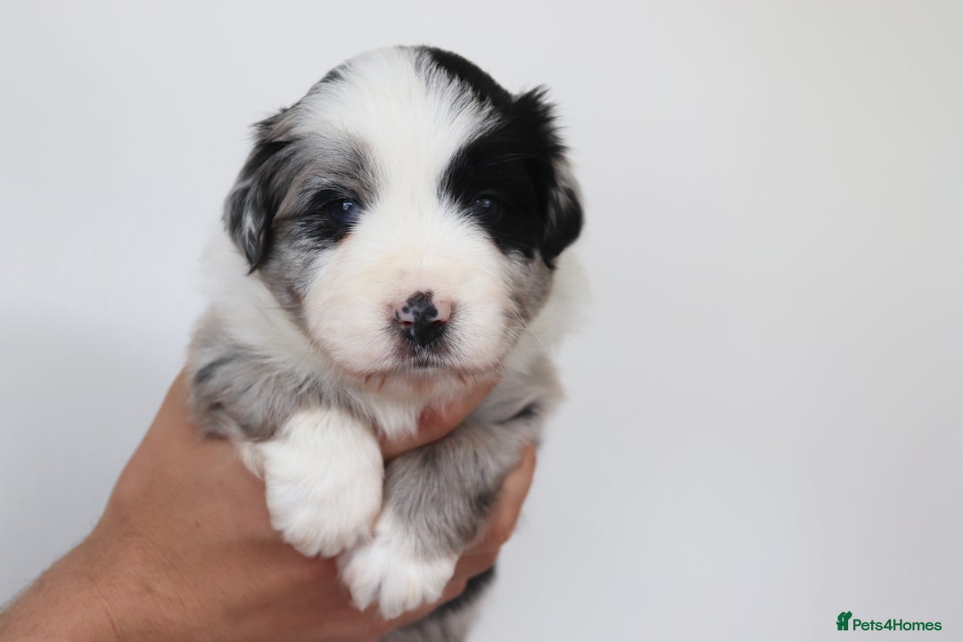 Miniature American Shepherd dogs for sale: 9 Miniature American Shepherd Puppies - Image 2