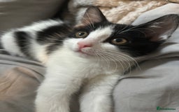 Domestic Shorthair cats for sale: Cute kittens for saleee  - Image 4