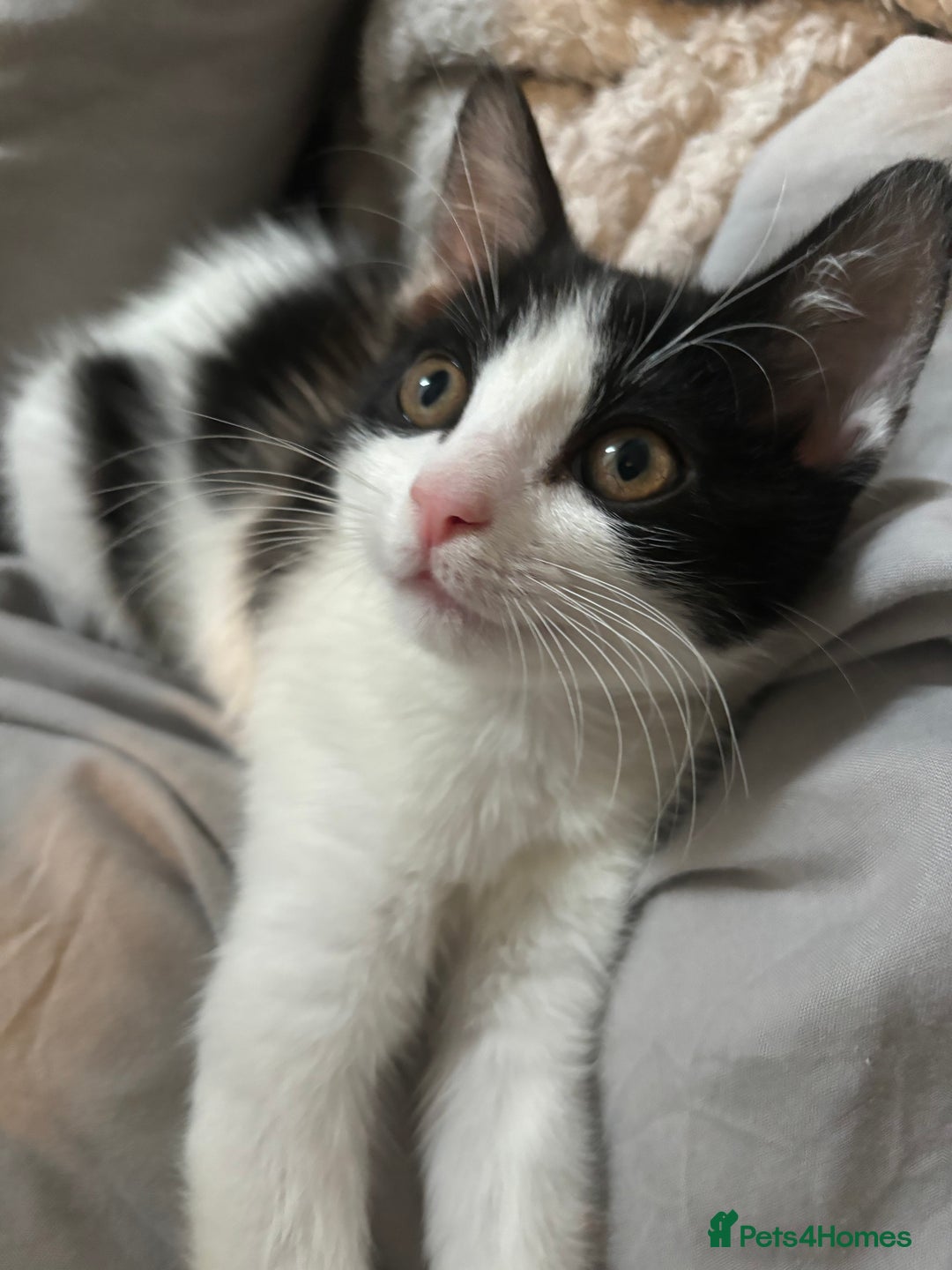 Domestic Shorthair cats for sale: Cute kittens for saleee  - Image 4