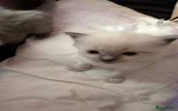 Ragdoll cats for sale: Beautiful ⅞ ragdoll kitten DNA tested clean - Image 4