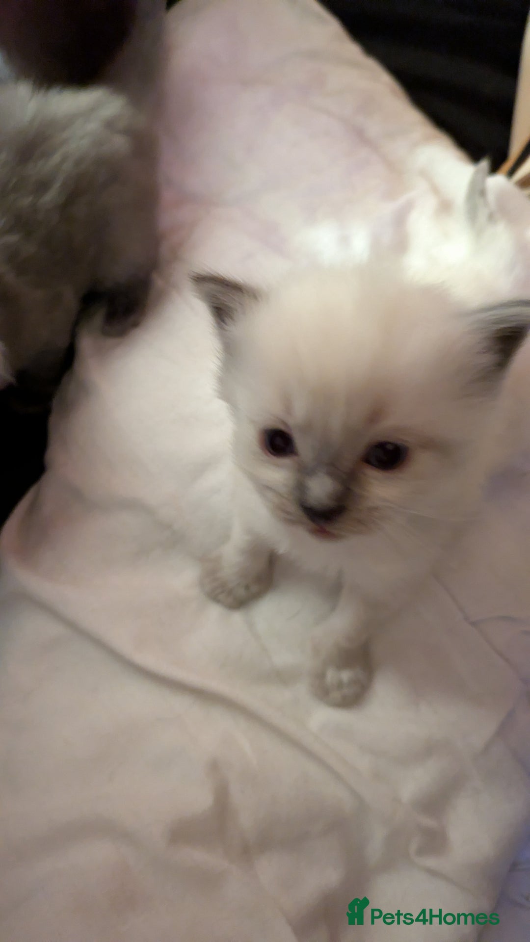 Ragdoll cats for sale: Beautiful ⅞ ragdoll kitten DNA tested clean - Image 4