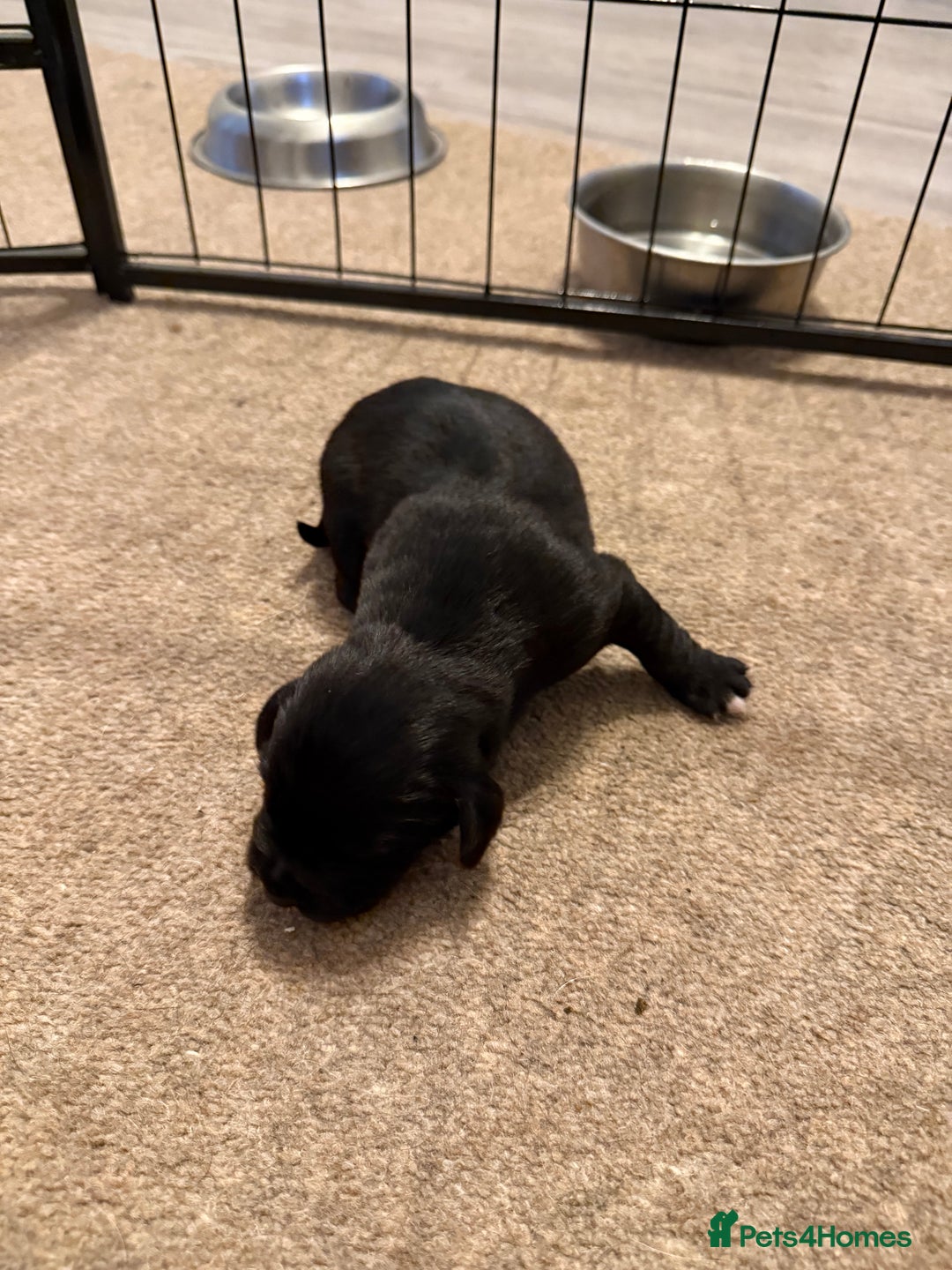 Cockerdor dogs for sale: Cocker spaniel/ Labrador puppies  - Advert 10