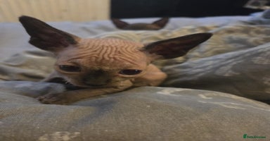 Sphynx cats - Advert 9