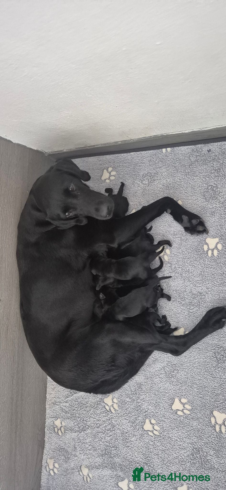 Labrador Retriever dogs Labrador retriever puppies  - Advert 4