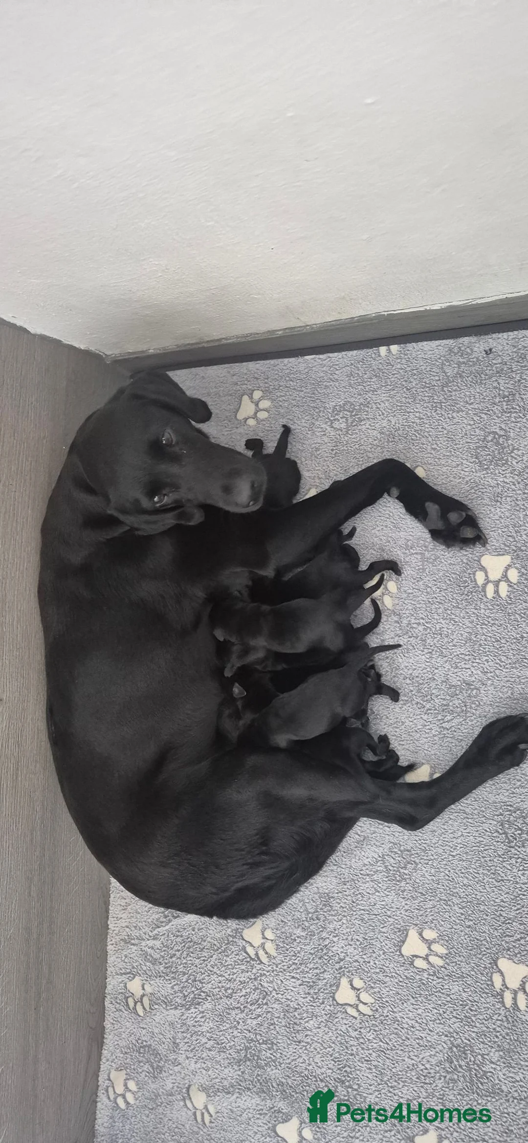 Labrador Retriever dogs for sale: Labrador retriever puppies  in Redruth - Advert 1