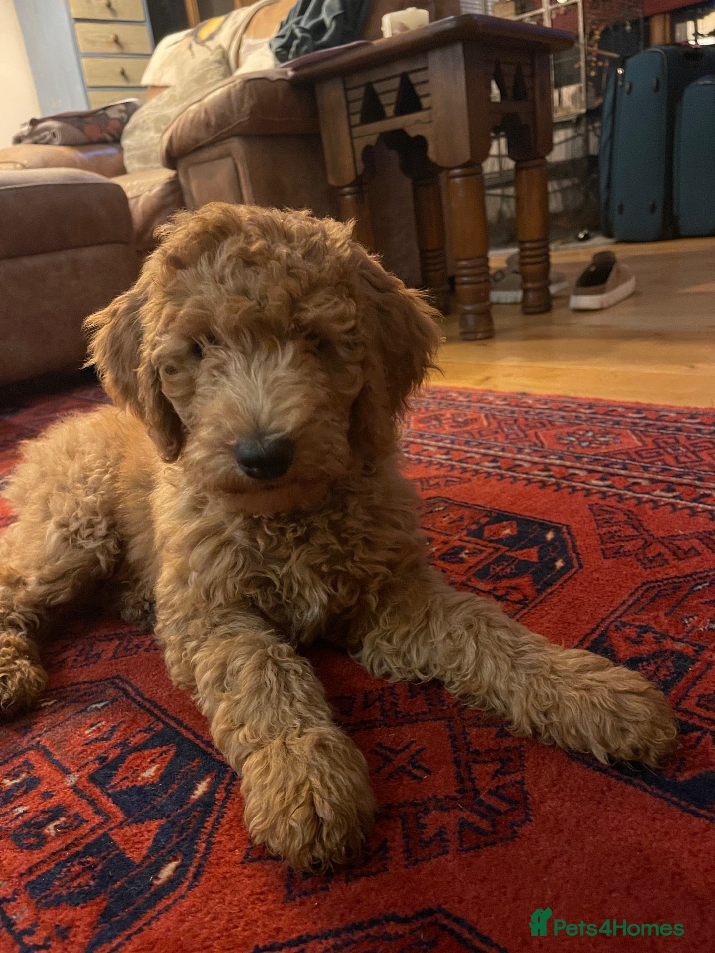Australian Labradoodle dogs Australian Labradoodle puppies - Advert 1