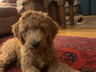 Australian Labradoodle dogs Australian Labradoodle puppies - Advert 11