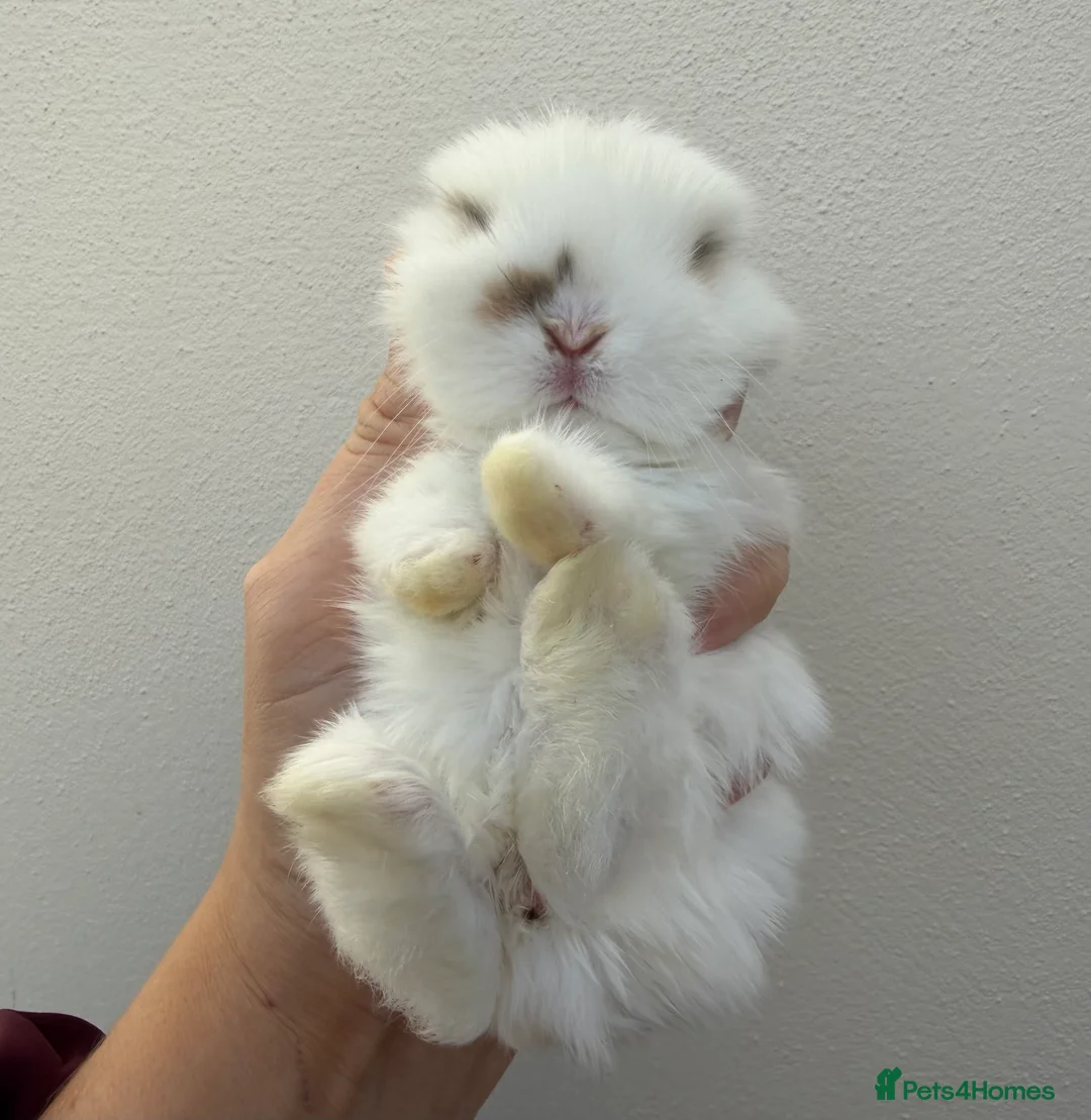 Mini Lop rabbits for sale: Purebred mini lops *Avail to Reserve - Advert 2