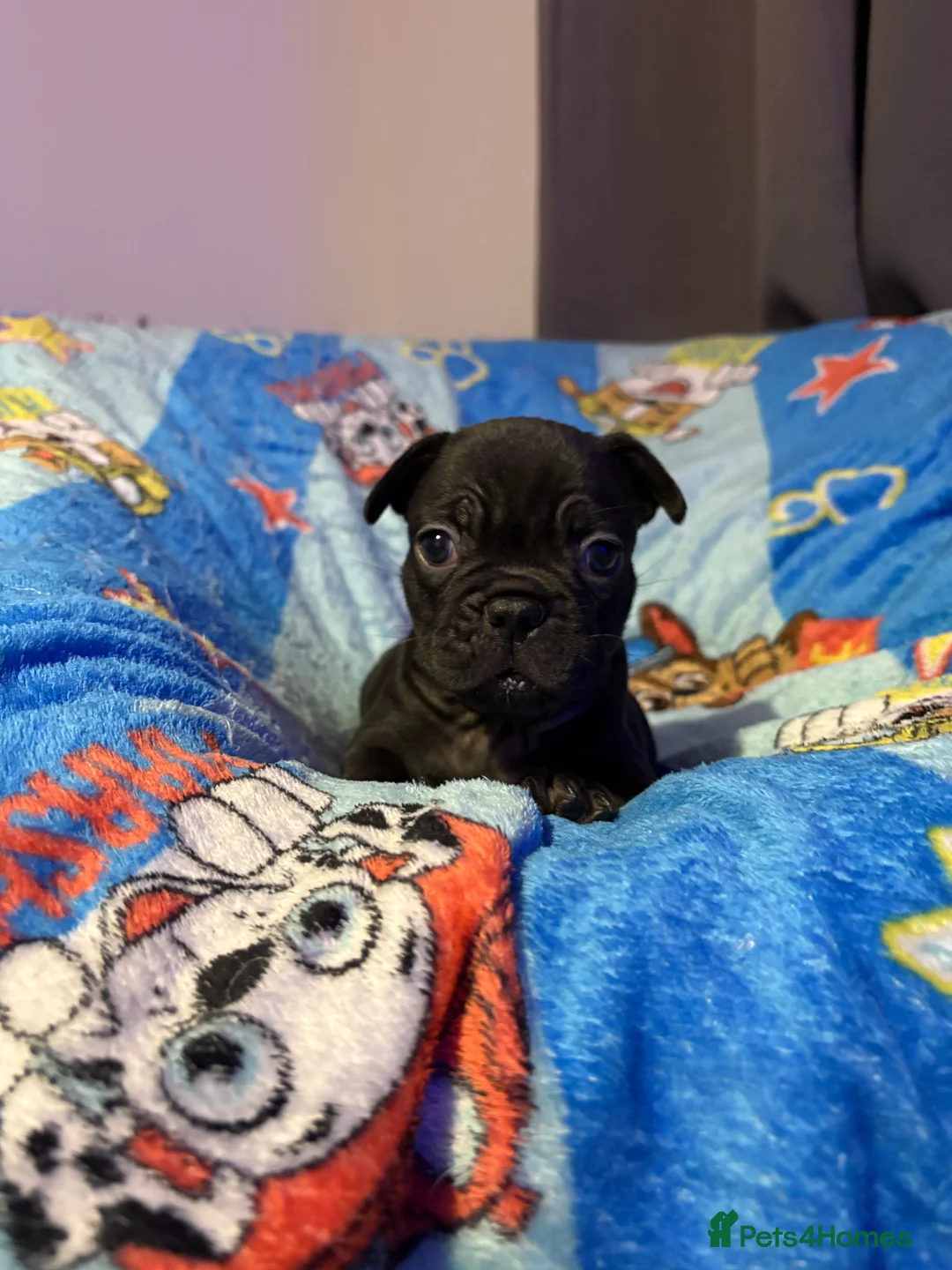 French Bulldog dogs for sale: French Bulldog Puppies - Advert 20