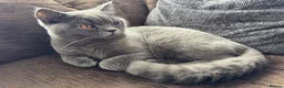 British Shorthair cats for sale: British shorthair Blue Kitten in Loughborough - Advert 2