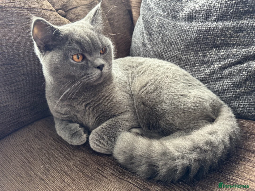 British Shorthair cats for sale: British shorthair Blue Kitten in Loughborough - Advert 2