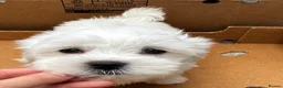 Maltese dogs for sale:   Maltese boys  - Advert 11