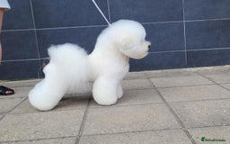 Bichon Frise dogs for stud:  Vice World Winner '25  for Stud in Taunton - Image 4