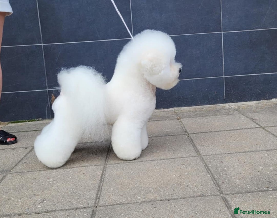 Bichon Frise dogs for stud:  Vice World Winner '25  for Stud in Taunton - Image 4
