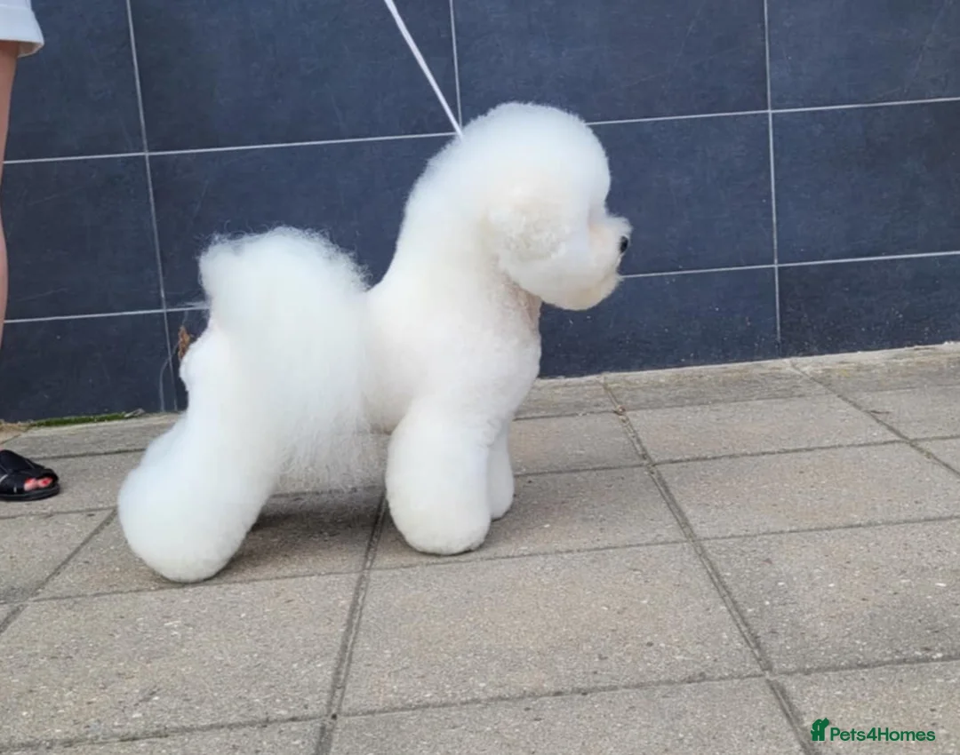 Bichon Frise dogs for stud:  Vice World Winner '25  for Stud in Taunton - Advert 4
