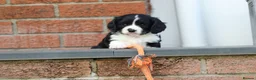 Cavachon dogs for sale: Beautiful Cavachon puppies for sale - Advert 8