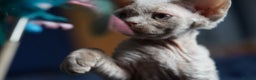 Devon Rex cats for sale: Ravel 💜male Devon Rex ( Reserved) - Advert 13
