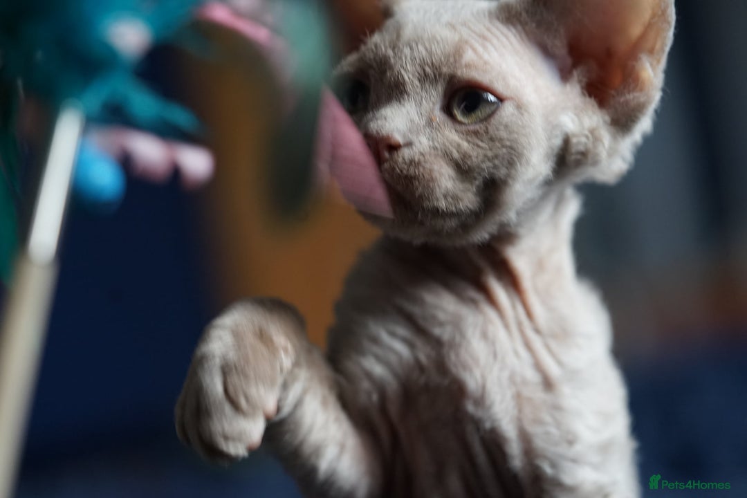 Devon Rex cats for sale: Ravel 💜male Devon Rex ( Reserved) - Advert 13