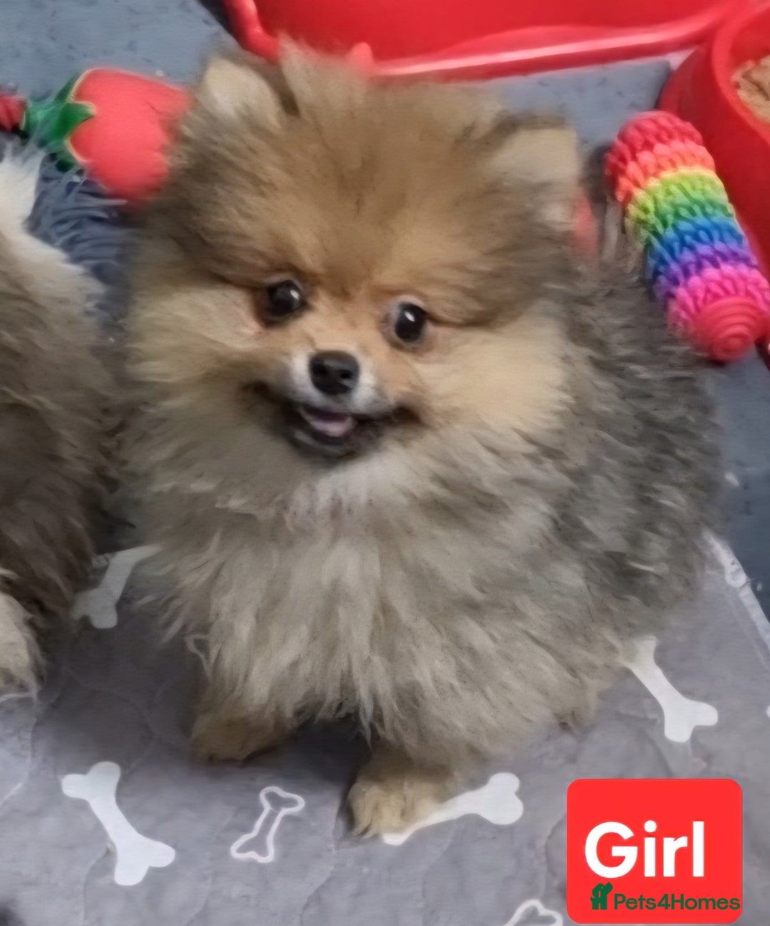 Pomeranian dogs for sale: Pomeranian  - Image 8