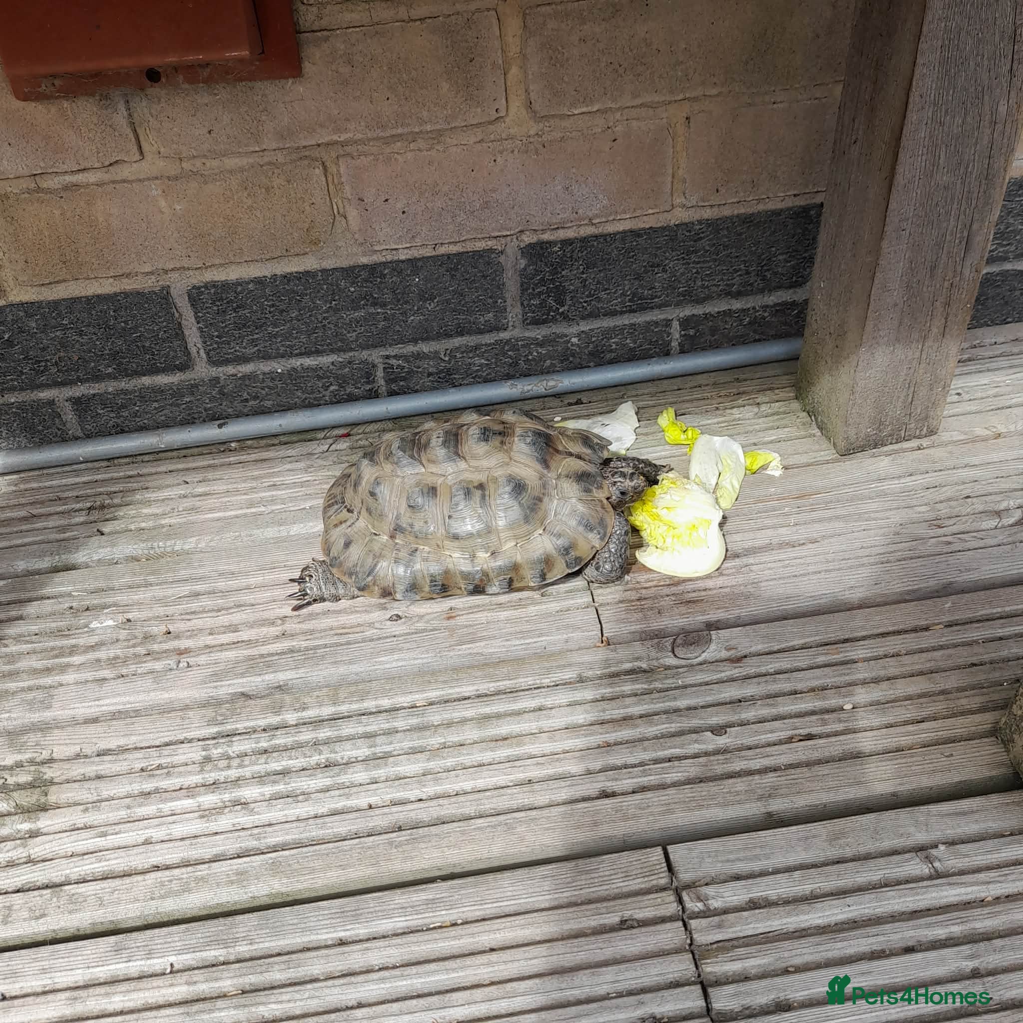 Tortoise reptiles Greek tortoise  - Advert 2