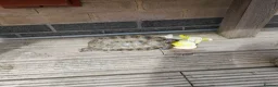 Tortoise reptiles for sale: Greek tortoise  in Bristol - Advert 2