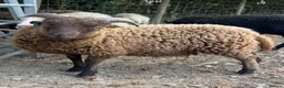 Sheep livestock for sale: 2026 Ouessant lambs  - Advert 1