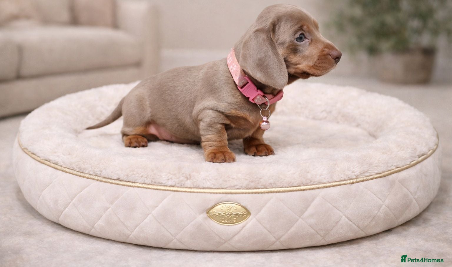 Miniature Dachshund dogs KC Mini Dachshund Puppies Isabella Dapple 🔥 - Advert 1
