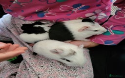 Guinea Pig rodents for sale: 3 boys and 1 girl ready now - Image 3