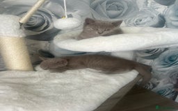 British Shorthair cats for sale: Beautiful British short hair kittens  in Manchester - Image 39