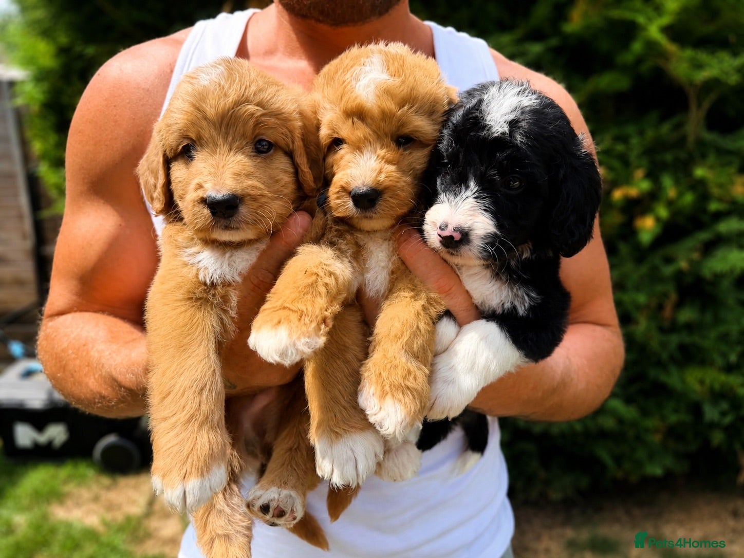 Australian Labradoodle dogs Beautiful Aussie Doodles - Advert 18