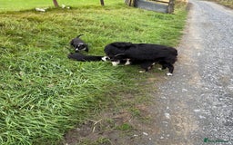 Border Collie dogs for sale: Gorgeous collie puppies  - Image 4
