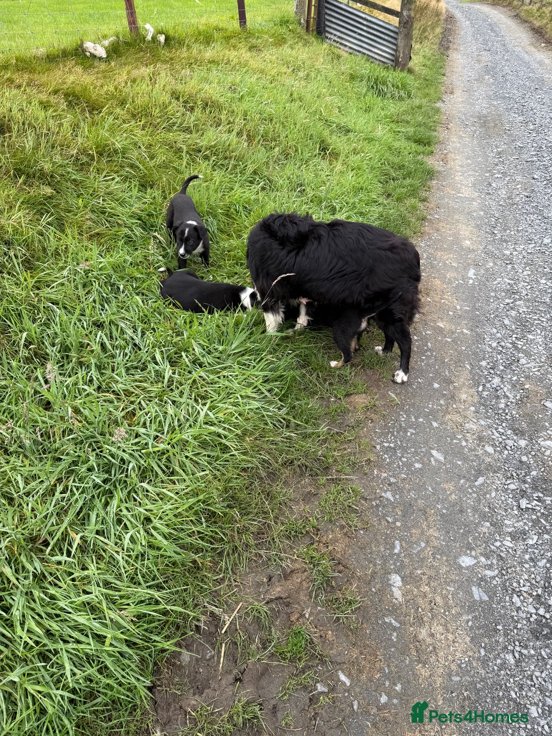 Border Collie dogs for sale: Gorgeous collie puppies  - Image 4