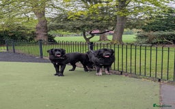 Caucasian Shepherd Dog dogs for stud: Boris Caucasian Shepherd  - Image 3