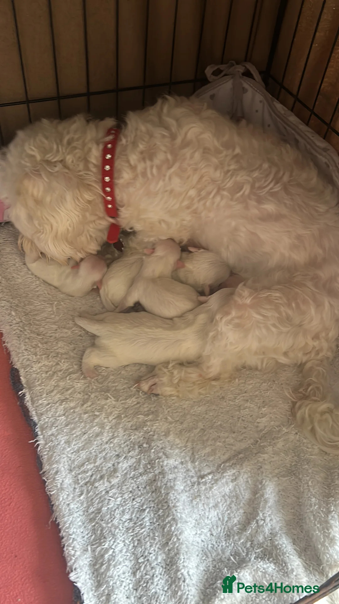 Maltese dogs for sale: Adorable Maltese Puppies for Sale  - Advert 7