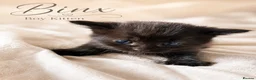 British Shorthair cats for sale: Beautiful Kittens 🐾Well Socialised, Loving  Pets - Advert 9