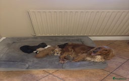 Cockapoo dogs for sale: Stunning F1 Cockapoos from H/Tested KC Parents!! - Image 12