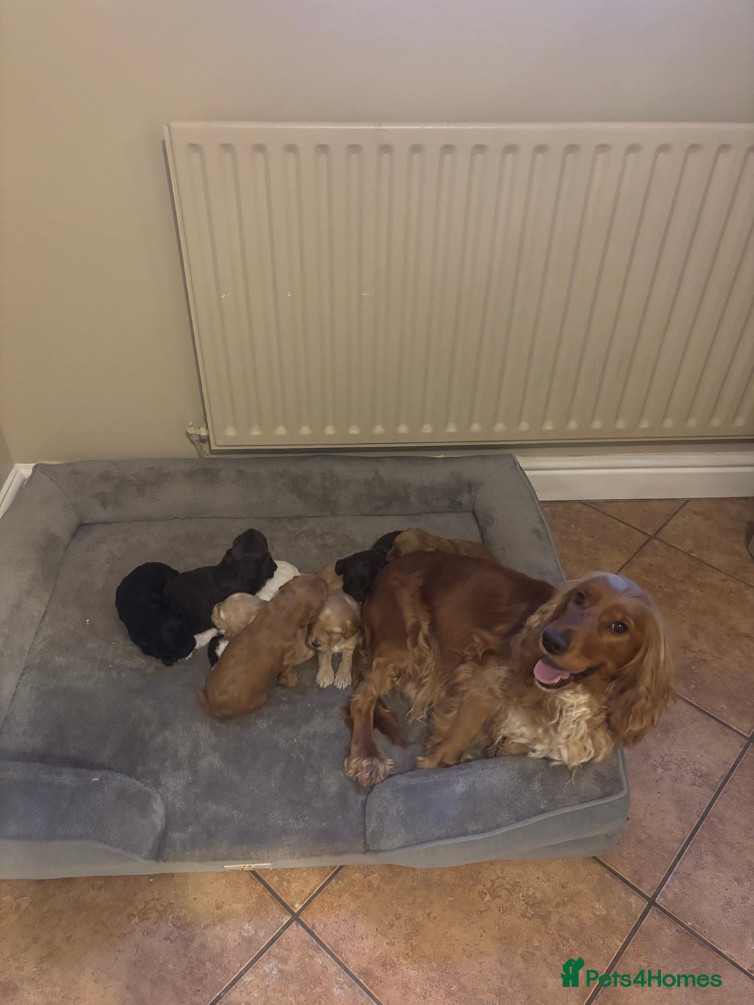 Cockapoo dogs for sale: Stunning F1 Cockapoos from H/Tested KC Parents!! - Image 12