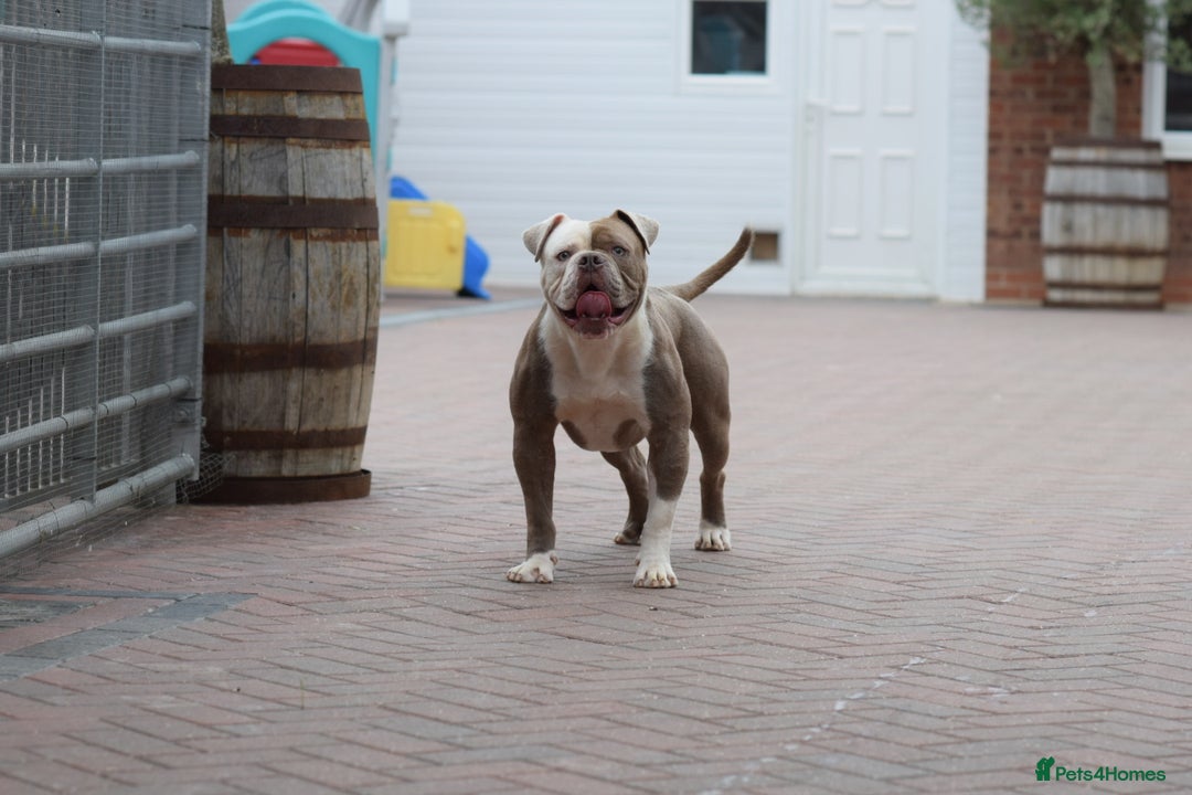 Olde English Bulldogge dogs for stud: 5⭐️LICENSED REGISTERED. 23 YEARS EXPERIENCE  in Wisbech - Advert 5