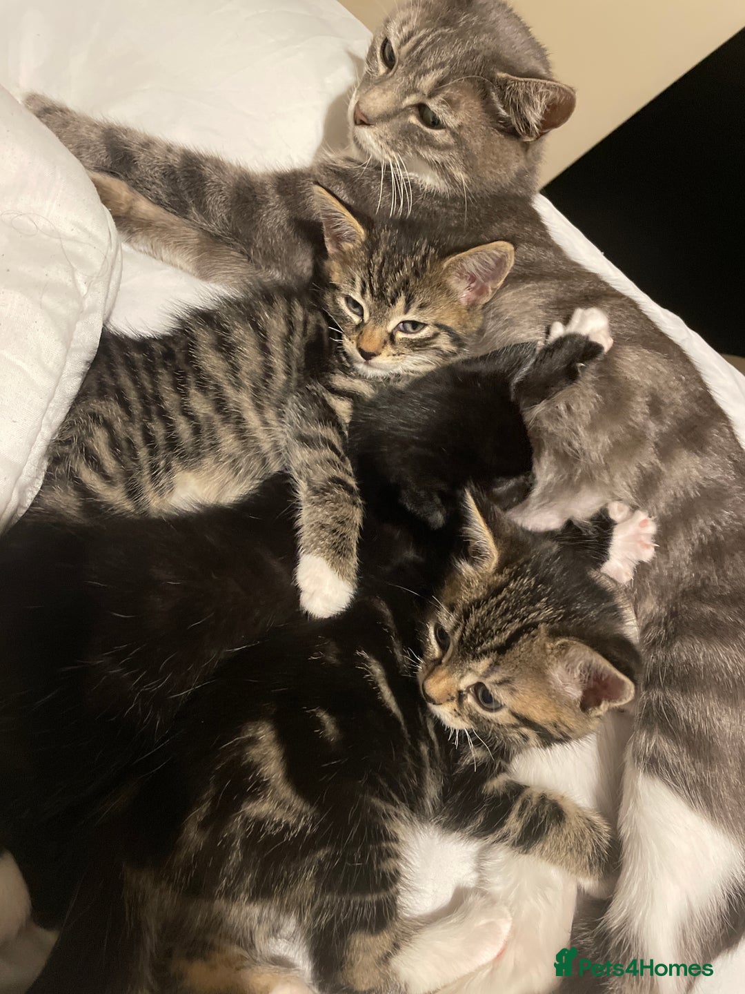 Mixed Breed cats for sale: Kittens for sale - Advert 3